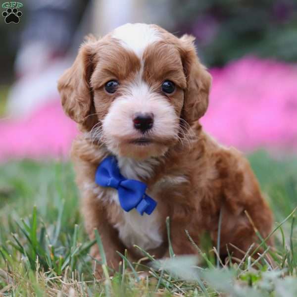 Moses, Cavapoo Puppy